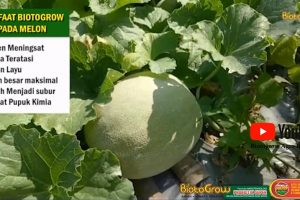 Buah Melon Gede-Gede Hasil Panen Meningkat Tajam