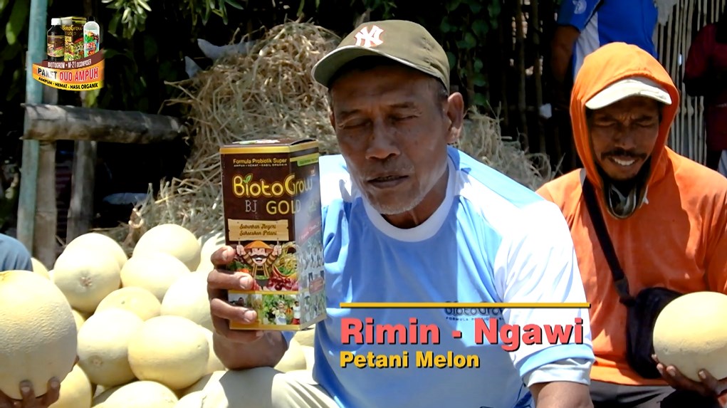 Hampir Gagal Panen Melon Pakai Biotogrow Hasil Meningkat
